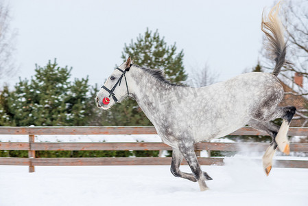 雪地上一匹灰色的小马驹活跃地玩耍
