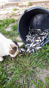 猫从桶里吃鱼。