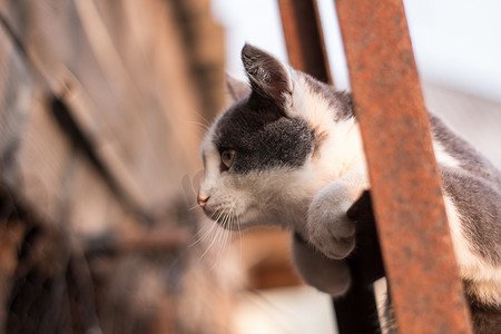 栅栏上的猫摄影照片_栅栏楼梯上的斑点小猫