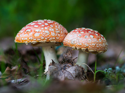 飞木耳在森林里，特写照片