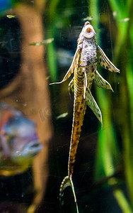 普惠快信摄影照片_有趣的树枝鲶鱼吸着水族馆的玻璃，受欢迎的宠物，来自墨西哥河流的热带鱼