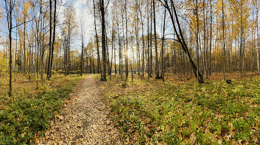 树木绿草摄影照片_秋天阳光明媚的公园里的一条小路，金黄叶子的树木，绿草，公园全景，蓝天，树芽，桦树干，阳光明媚的日子，森林里的小路，阳光