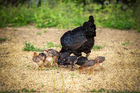 自由放养的母鸡和婴儿在农场啄食稻种。