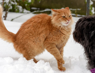 雪地里玩耍摄影照片_大红猫和黑狗在雪地里玩耍