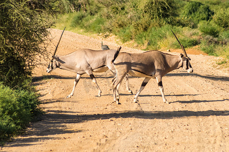 公园小道摄影照片_在桑布鲁公园的小道上穿越两只羚羊