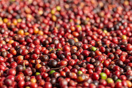 阿拉比摄影照片_新鲜阿拉比卡红咖啡豆浆果及干燥工艺