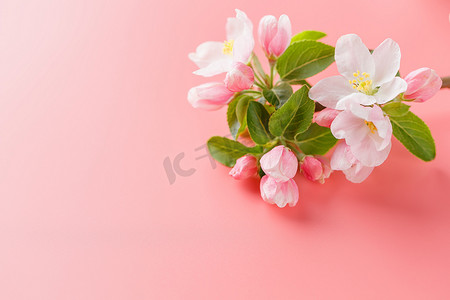 樱花盛开，粉红色背景上的春天花朵，有空间容纳问候语。