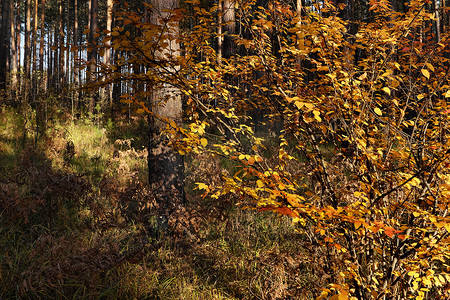阳光明媚的松树林里，秋灌木有亮黄的叶子