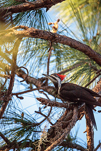 松毛汤包摄影照片_松树上的雄性有毛啄木鸟 Dryocopuspilatus