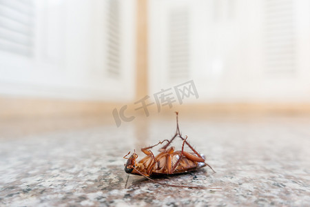 地板上死蟑螂