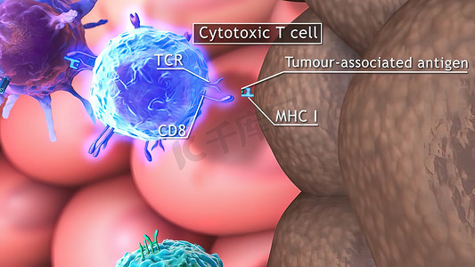 辅助性t细胞摄影照片_T 细胞的 3D 医学插图：辅助性 T 细胞和细胞毒性 T 细胞