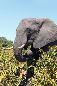 博茨瓦纳乔贝的非洲大象野生动物探险