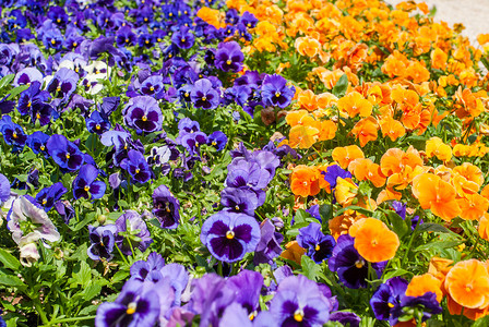 三色花摄影照片_公园里色彩缤纷的花地毯 — 三色紫罗兰，您的概念或项目的完美背景