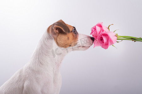 有趣的狗杰克罗素梗在白色背景上嗅一束玫瑰的肖像