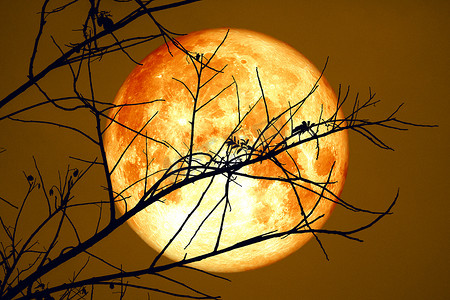黑暗的天空上的超级血冷月亮和剪影干树