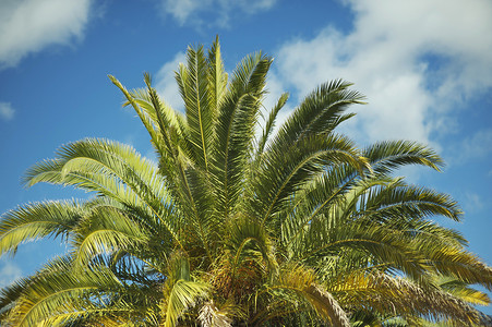 加那利群岛棕榈