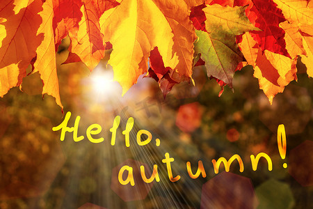 森林里秋枫叶的边界和题字你好，秋天 — 一张美丽的秋天贺卡
