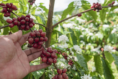 手握咖啡树上生长的咖啡豆的特写