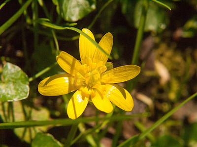 黄色生长的春天漂亮的花地板绿草的特写-毛茛属 ficaria L.-小白屈菜