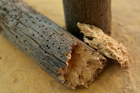脆性摄影照片_被木虫腐烂的碎木头