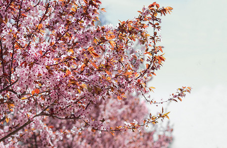 开花的观赏梅树的背景