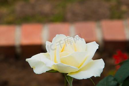 美丽的玫瑰色彩缤纷（花瓣、叶子、花蕾和开放的花朵）