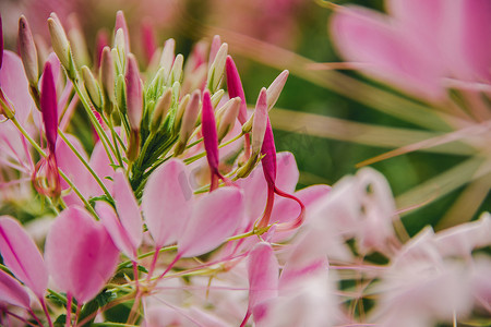 CLEOME SPINOSA LINN 是另一朵美丽的花。