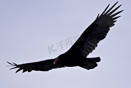 黑色的翅膀图片摄影照片_空中秃鹰的孤立照片
