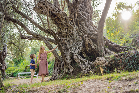 母子游客看着 2000 年树龄的橄榄树：黑山布德瓦的 Stara Maslina。