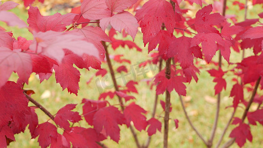 红色的秋天枫叶树枝。