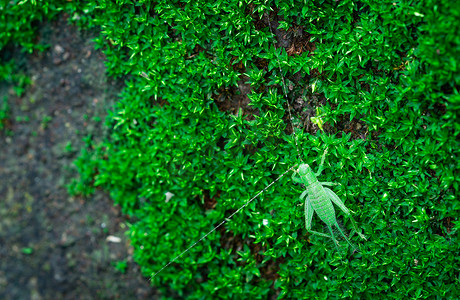 小蝗虫在绿草上的宏观拍摄细节。
