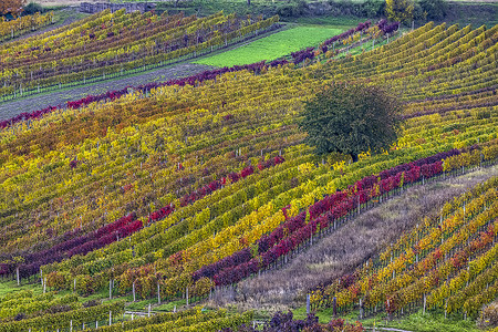 捷克共和国南摩拉维亚切伊科维采附近的秋季葡萄园