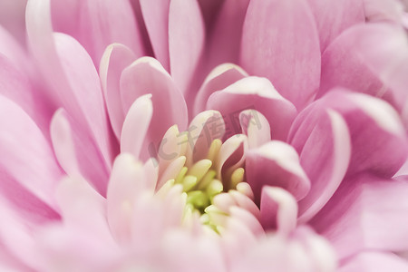 抽象花卉背景，粉红色的菊花。