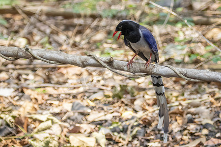 墙纸蓝摄影照片_红嘴蓝鹊鸟在自然背景下的树枝上的图像。