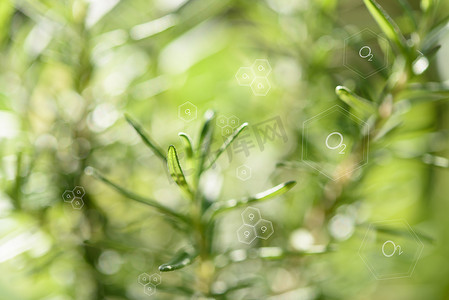 模糊背景下的天然新鲜绿叶和氧气图标