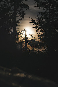 太阳与冬季森林中的树木