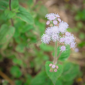 越南春天浅自由度盛开的 Ageratum conyzoides 切花