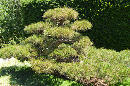 漂亮盆景摄影照片_绿色弯曲的盆景树生长在日本花园里。