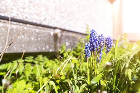 蓝紫色花摄影照片_花园里的蓝铃花