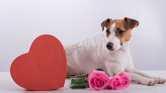 玫瑰花粥摄影照片_杰克罗素梗坐在一个心形盒子和一束粉红玫瑰旁边。