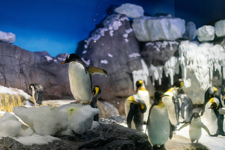 大阪凯伊水族馆的巴布亚企鹅和王企鹅族群