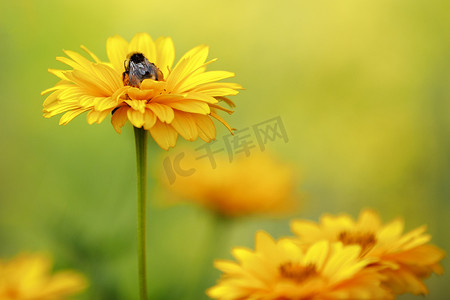大菊摄影照片_紫锥菊或黄锥花药草、开花特写、色彩鲜艳的植物、自然背景