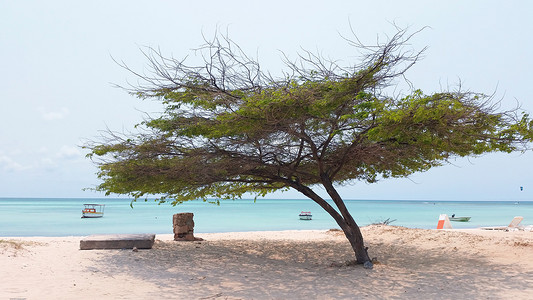 加勒比海阿鲁巴岛上的迪维迪维树