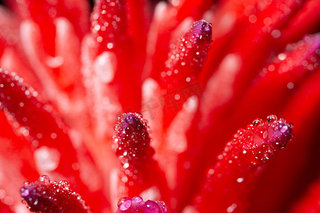 玫瑰花水滴摄影照片_宏观背景，粉红色花朵上的水滴