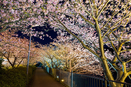 夜晚河津的樱花树