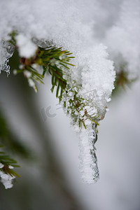 覆盖着新雪的圣诞常青松树