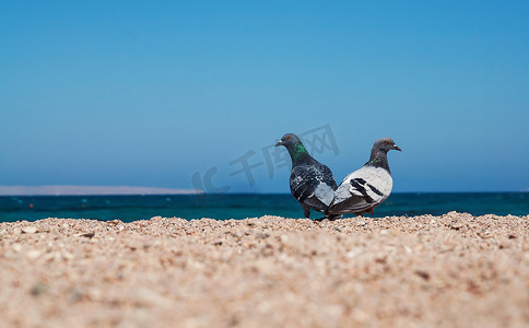 莫斯科伊姆沙滩上的两只鸽子互相表达爱意。