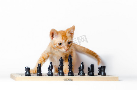 可爱的红色小猫和国际象棋隔离在白色背景 cl