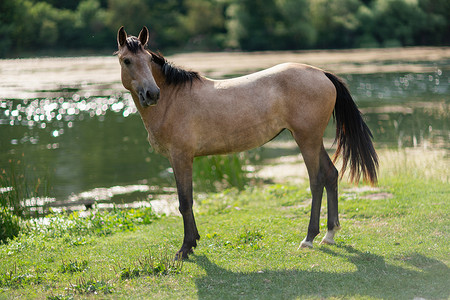 站立在池塘附近的美丽的棕色野马。