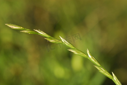 多年生百合，过敏原植物